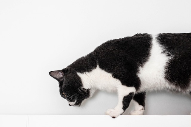 Free Cat Pet photo and picture