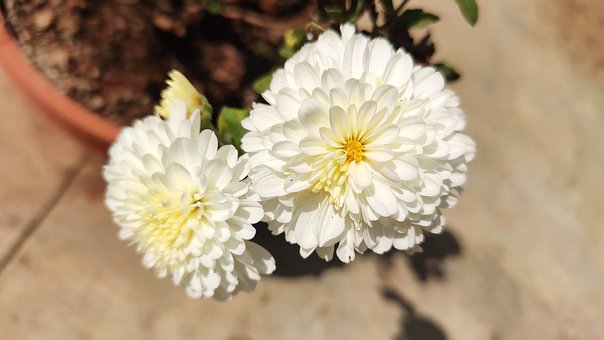 Crisantemos, Flores, Flores Blancas