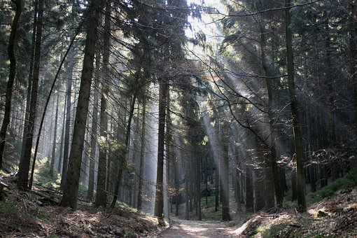 Free Forest Sunbeam photo and picture