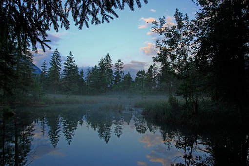 Free Nature Trees photo and picture