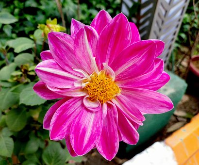 Free Flower Flora photo and picture