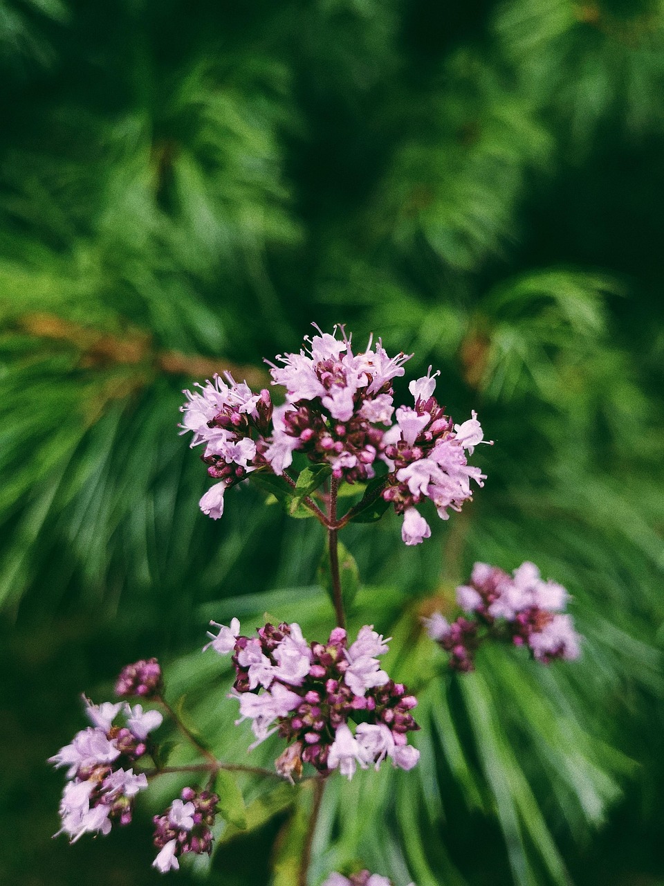 Macro Orégano Natureza - Foto gratuita no Pixabay - Pixabay