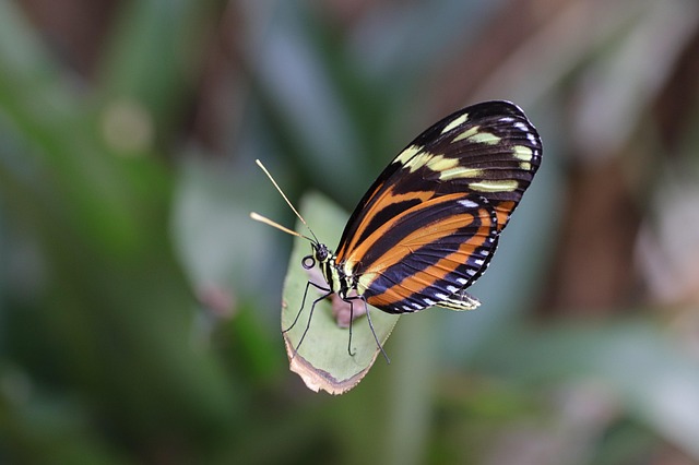 Borboleta Inseto Com Asas - Foto gratuita no Pixabay