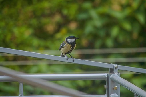 Kohlmeise, Vogel, Sitzend, Tier, Federn