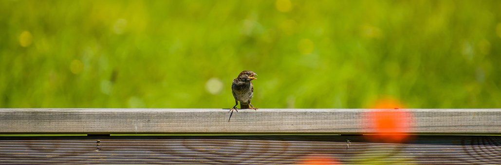 Spatz, Vogel, Sitzend, Tier, Federn