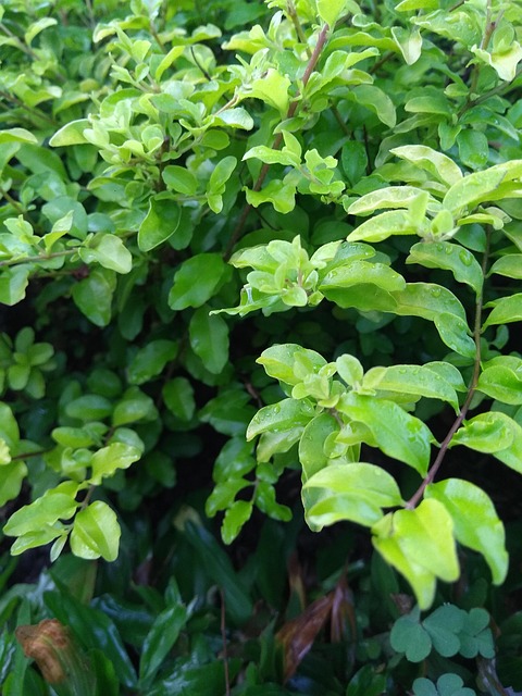 Natur, Plante, Træ, Skyer, Have, Grøn