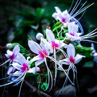 Blumen, Garten, Natur, Blühende Pflanze