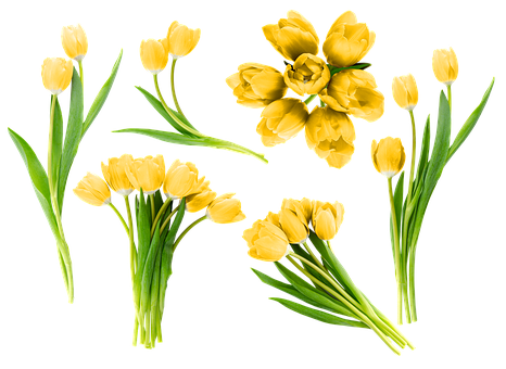 Free Flowers Tulips illustration and picture