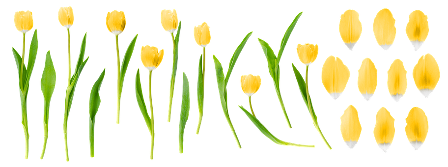 Free Tulips Flowers illustration and picture