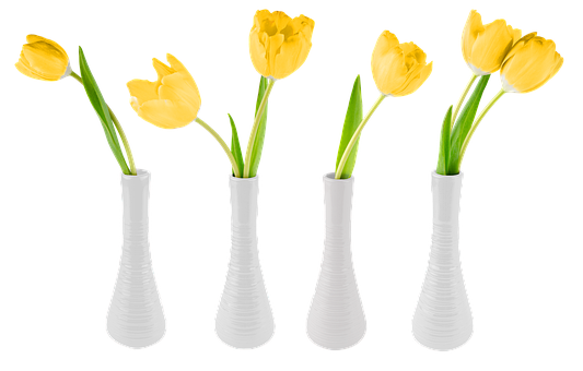 Free Flowers Tulips illustration and picture