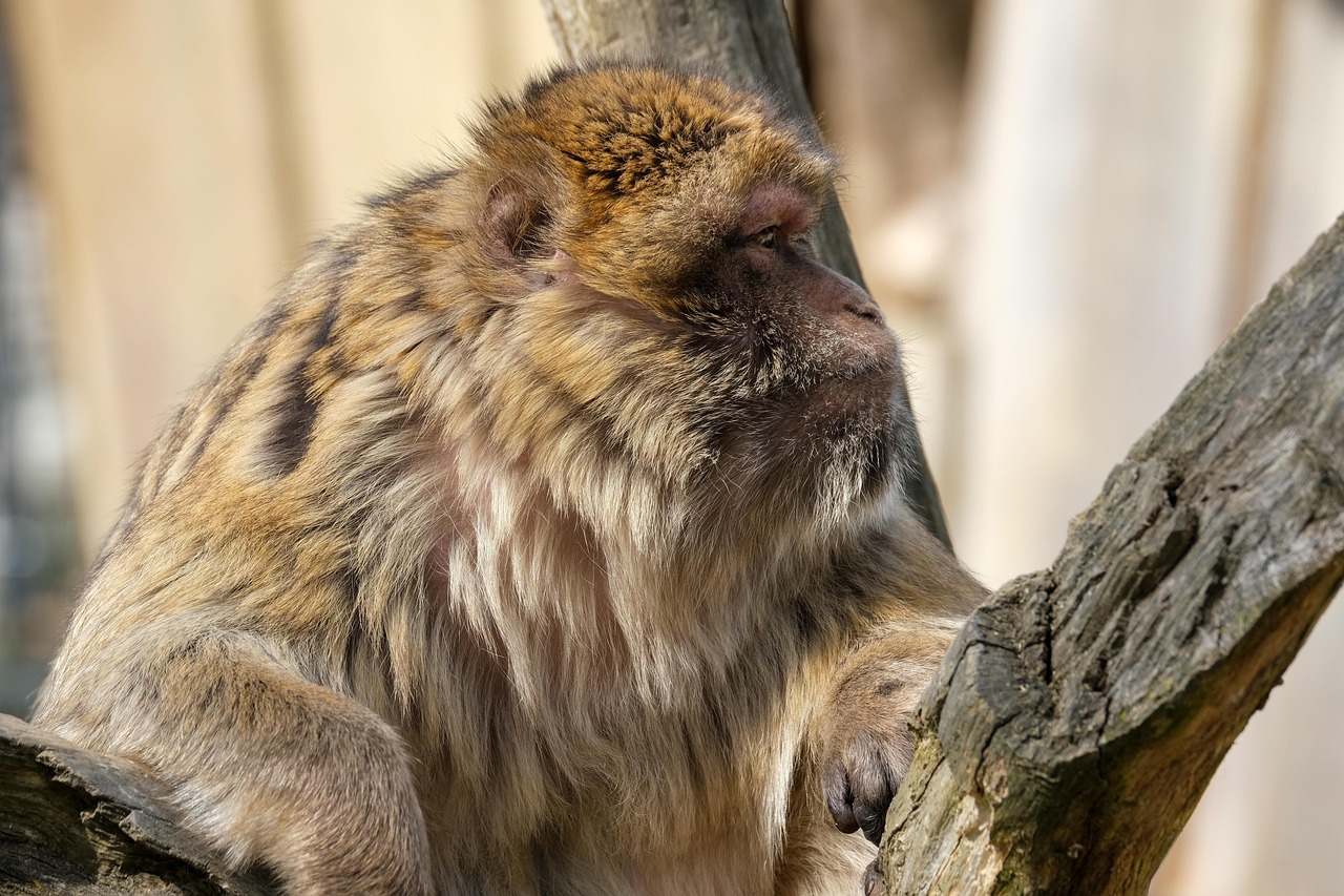 Animal - free online jigsaw puzzle photo