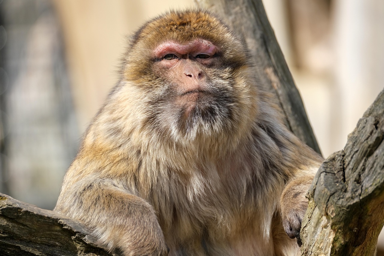 Animal - free online jigsaw puzzle photo