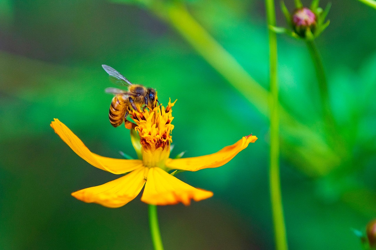 Download free HD stock image of Bee Cosmos Free Bee Cosmos photo and picture