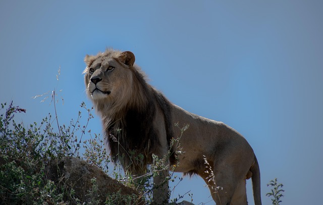 Free Lion Animal photo and picture