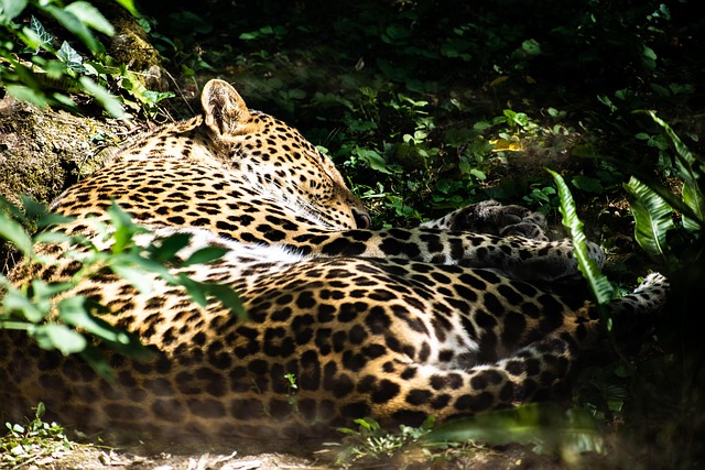 Free Panther Animal photo and picture