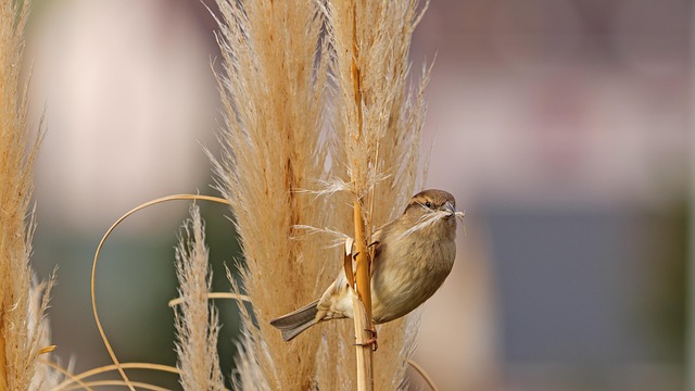 Free Sparrow Bird photo and picture