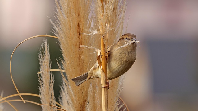 Free Sparrow Bird photo and picture
