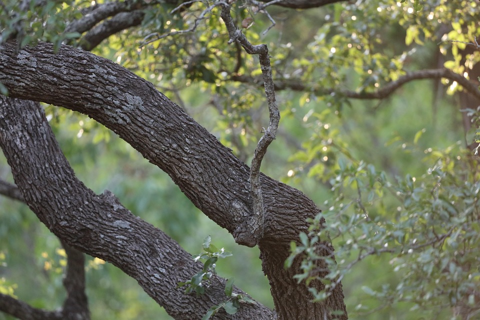 Chêne Arbre Tronc - Photo gratuite sur Pixabay