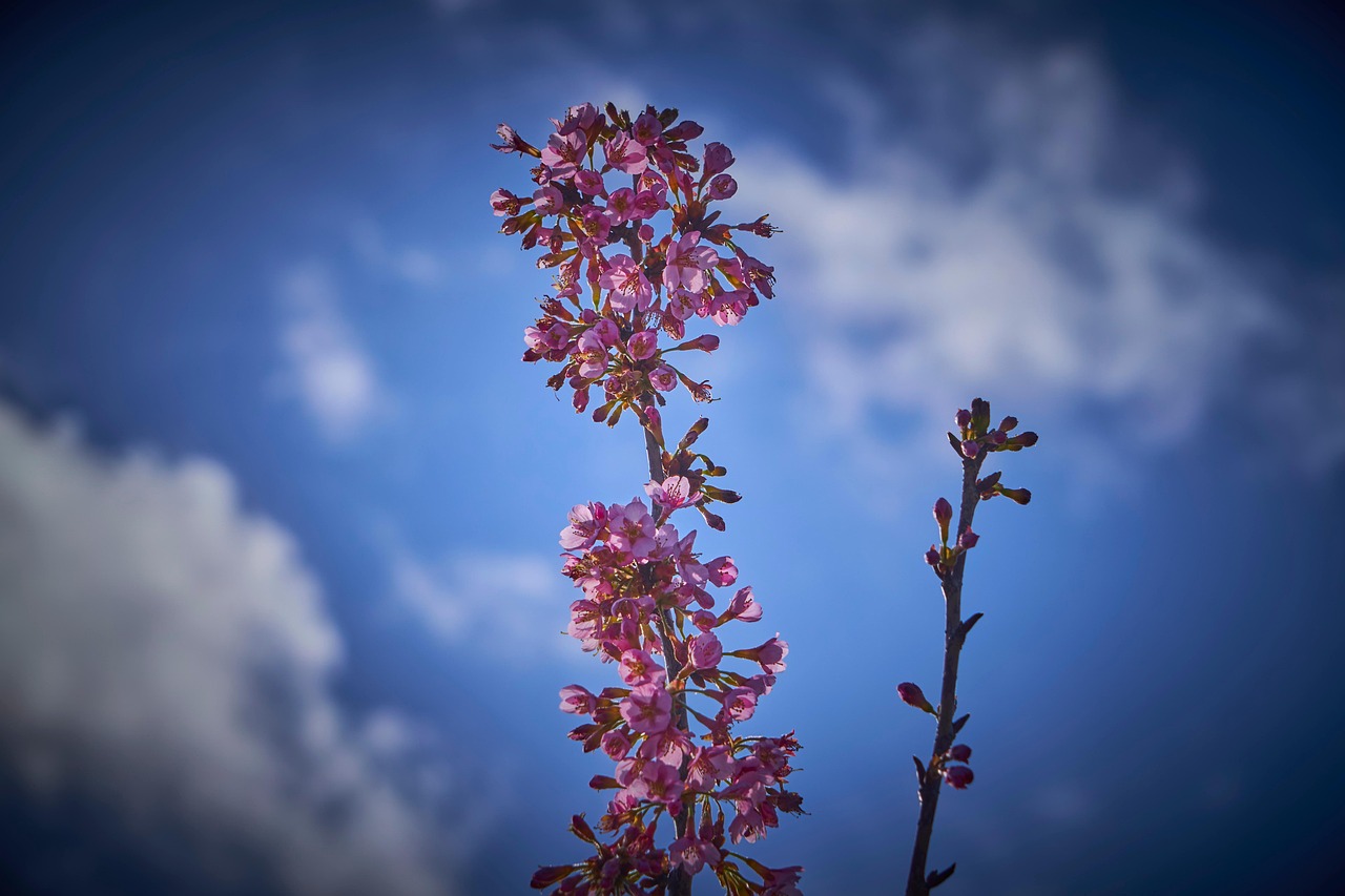 Flower Bloom Blossom Free photo on Pixabay Pixabay