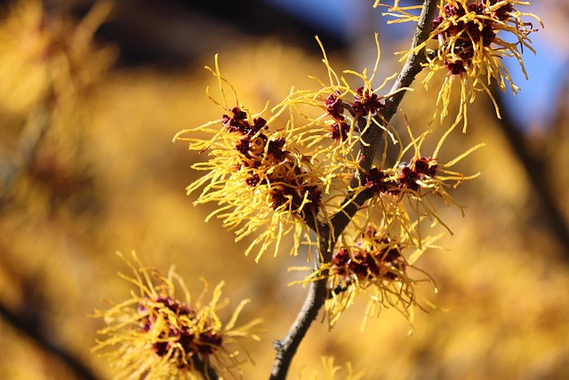 Free Witch Hazel Flowers photo and picture