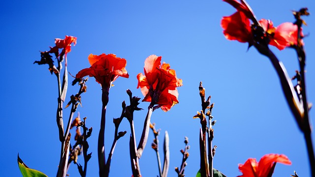 Blumen, Blütenblätter, Knospen, Baum