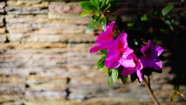 Blume, Natur, Violett, Blüte, Flora