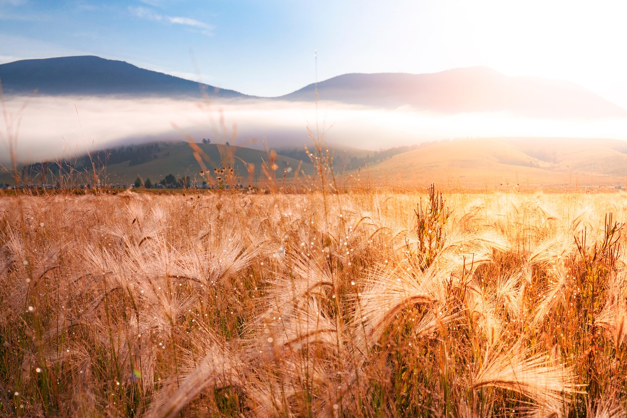 Sunrise - free online jigsaw puzzle photo