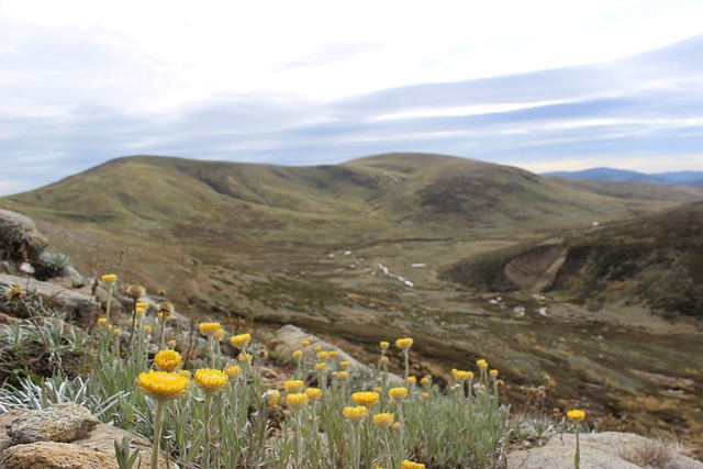 fjell-blomster-himmel-gratis-foto-p-pixabay-pixabay