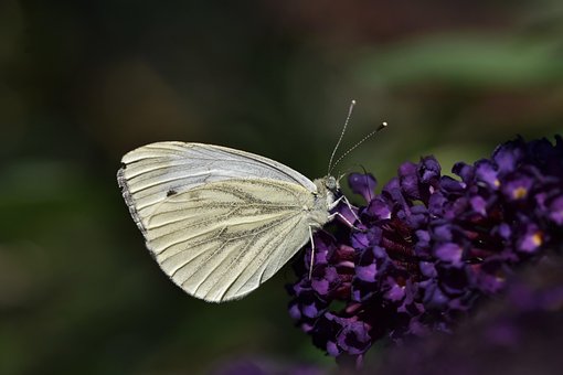 Green-Veined White Butterfly - Free photo on Pixabay