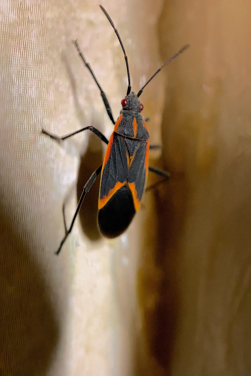 Inseto Boxelder Erro Entomologia - Foto gratuita no Pixabay - Pixabay