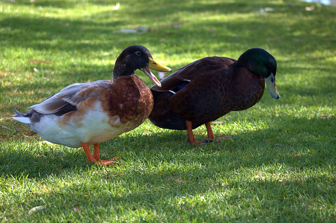 Birds Ducks Ornithology - Free photo on Pixabay - Pixabay