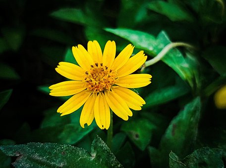 Blume, Pflanze, Grüne Pflanze, Natur