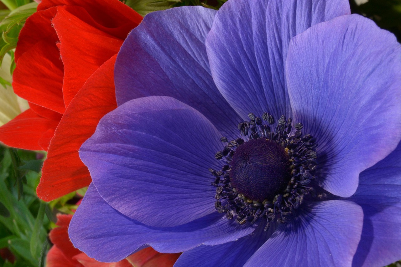 Poppy Anemone Flowers Garden - Free photo on Pixabay - Pixabay