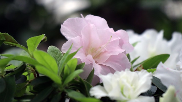 Free Azalea Flowers photo and picture