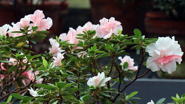 Free Azalea Flowers photo and picture