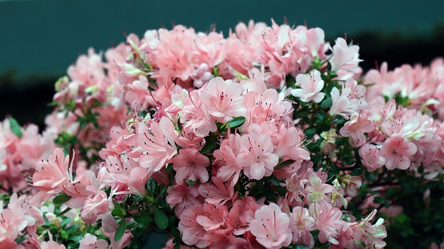 Free Azalea Flowers photo and picture