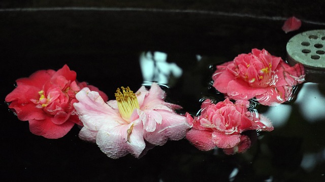 Free Flowers Water photo and picture