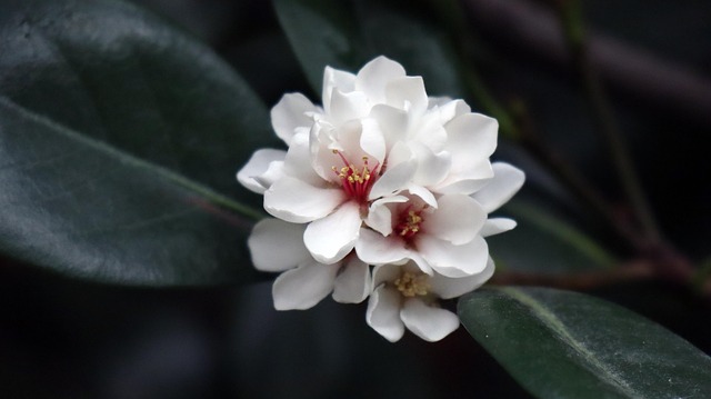 Free Flowers Flora photo and picture