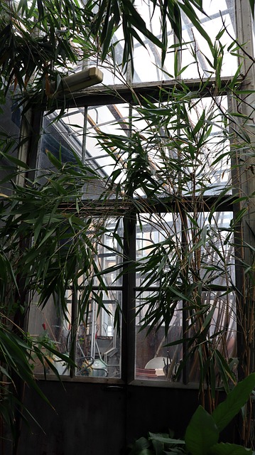 Free Greenhouse Bloom photo and picture
