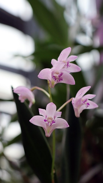Free Orchids Flowers photo and picture