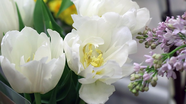 Free Tulips Flowers photo and picture