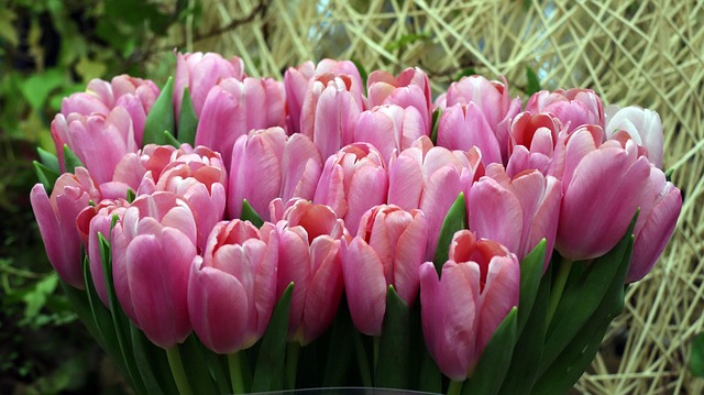 Free Tulips Flowers photo and picture