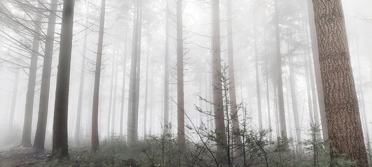 Free Fog Trees photo and picture