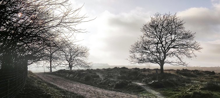 Free Heather Light photo and picture