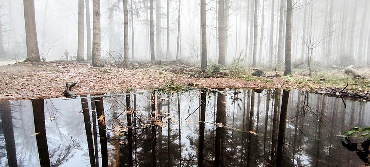 Free Reflection Trees photo and picture