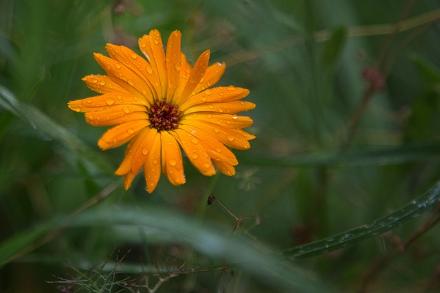 Blomst, Morgenfrue, Gul Blomst, Dug