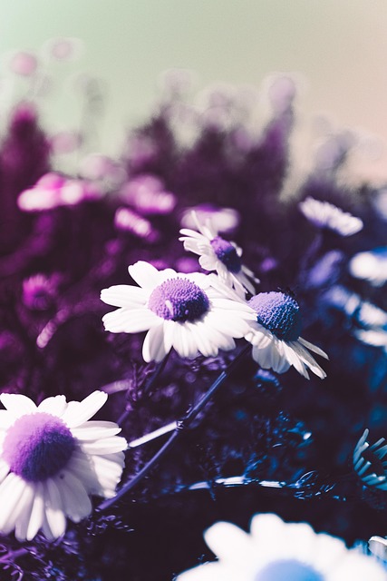 Blomst, Planter, Tusindfryd, Kronblade