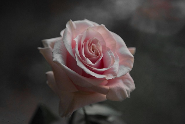Rose, Blomst, Lyserød Rose, Rosenblomst