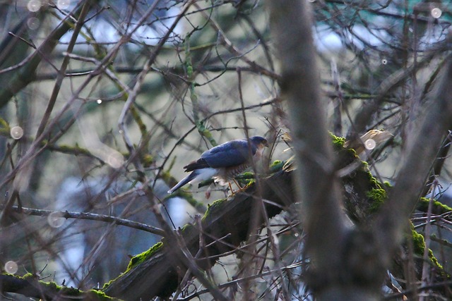 Free Sperber Birds Of Prey photo and picture