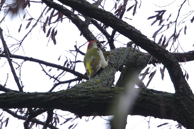 Free Green Woodpecker Bird photo and picture